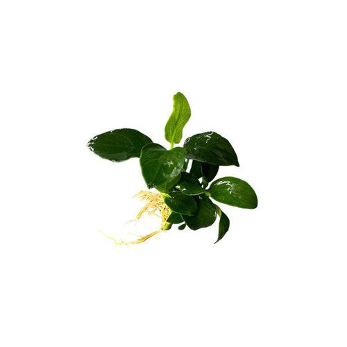 Anubias Nana Petite – Live Aquarium Plant (Potted, Buy 2 Get 1 Free) - Image 4 of 5