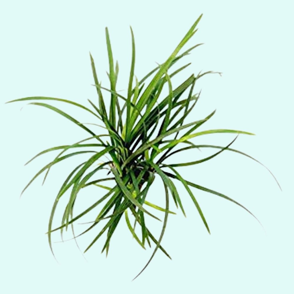 Mondo Grass (Ophiogon Japonica)