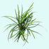 Mondo Grass (Ophiogon Japonica)