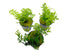 Bolbitis Heteroclita Difformis "Mini" – Live Aquarium Fern
