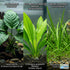 Aquarium Plant Bundle: 1 Anubias, 2 Amazon & 3 Dwarf Sag