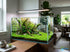 Micranthemum 'Monte Carlo' - Live Freshwater Carpet Aquarium Plant