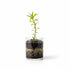 CANTON AQUATICS | Live Aquarium Helanthium Tenellum Echinodorus Plants - Increases Beauty - Removes Nitrates - Long Lasting - Grows in Low-Light - Suitable for Summer & Winter - Small