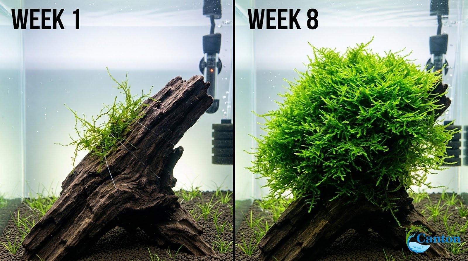 Canton Aquatics Java Moss Taxiphyllum Barbieri Live Freshwater Aquarium Moss - Low Light