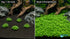 CANTON AQUATICS Staurogyne S Repens Plants - Long Lasting & Easy to Care - Promote High Water Quality and Fast - Growing Live Freshwater Carpet Plant for Aquascaping - 5X Clumps Plants