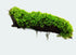 Moss On Wood – Live Aquarium Moss Attached to Natural Driftwood