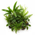 Cichlid-Friendly Live Plant Pack – Large Hardy Aquarium Plants (3 Pack)