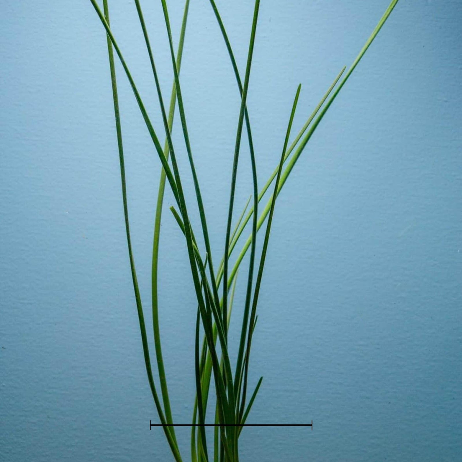 Water Onion Dwarf (Zephyranthes candida) – Live Freshwater Aquarium Plant