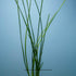 Water Onion Dwarf (Zephyranthes candida) – Live Freshwater Aquarium Plant