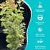 Oval Ludwigia (Ovalis)