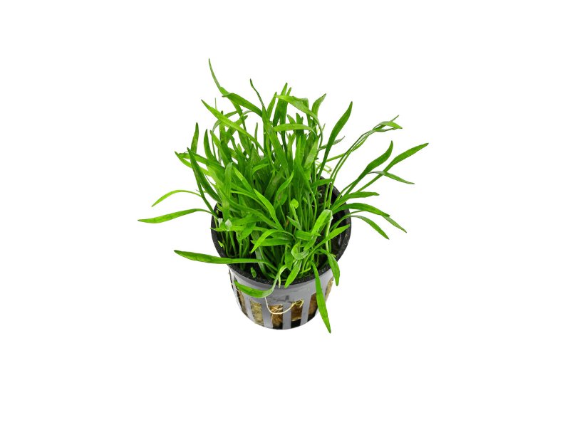 Lilaeopsis brasiliensis – Rooted Aquarium Carpet Plant