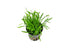 Lilaeopsis brasiliensis – Rooted Aquarium Carpet Plant
