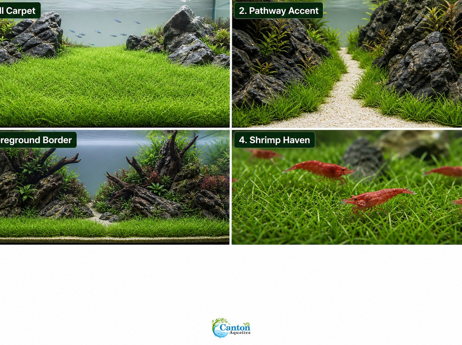 5 X Dwarf Hairgrass (Eleocharis Parvula) - Image 8 of 10