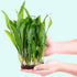 Java Fern (Microsorum pteropus) – Easy Live Freshwater Aquarium Plant