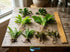 Live Aquarium Plants Essential Bundle