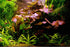 Red Flame Sword, Alternanthera Reineckii & Red Tiger Lotus Bundle – Live Freshwater Aquarium Plants