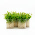 CANTON AQUATICS | Live Aquarium Helanthium Tenellum Echinodorus Plants - Increases Beauty - Removes Nitrates - Long Lasting - Grows in Low-Light - Suitable for Summer & Winter - Small