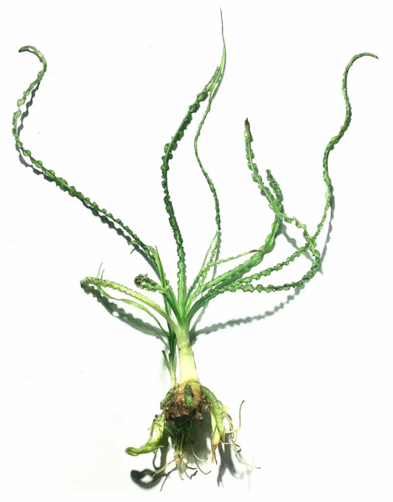 Crinum Calamistratum