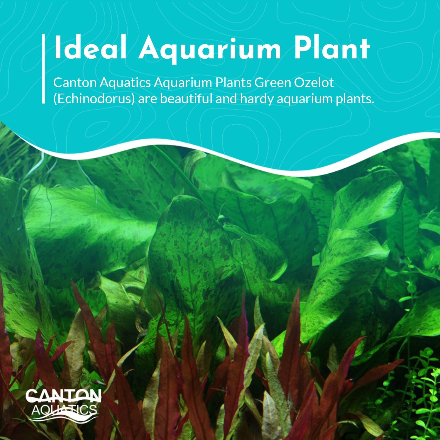 Echinodorus Ozelot Green Amazon Sword Live Aquarium Plants BUY 2 GET 1 FREE
