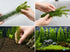 Hornwort Bunch