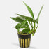 Anubias Nancon