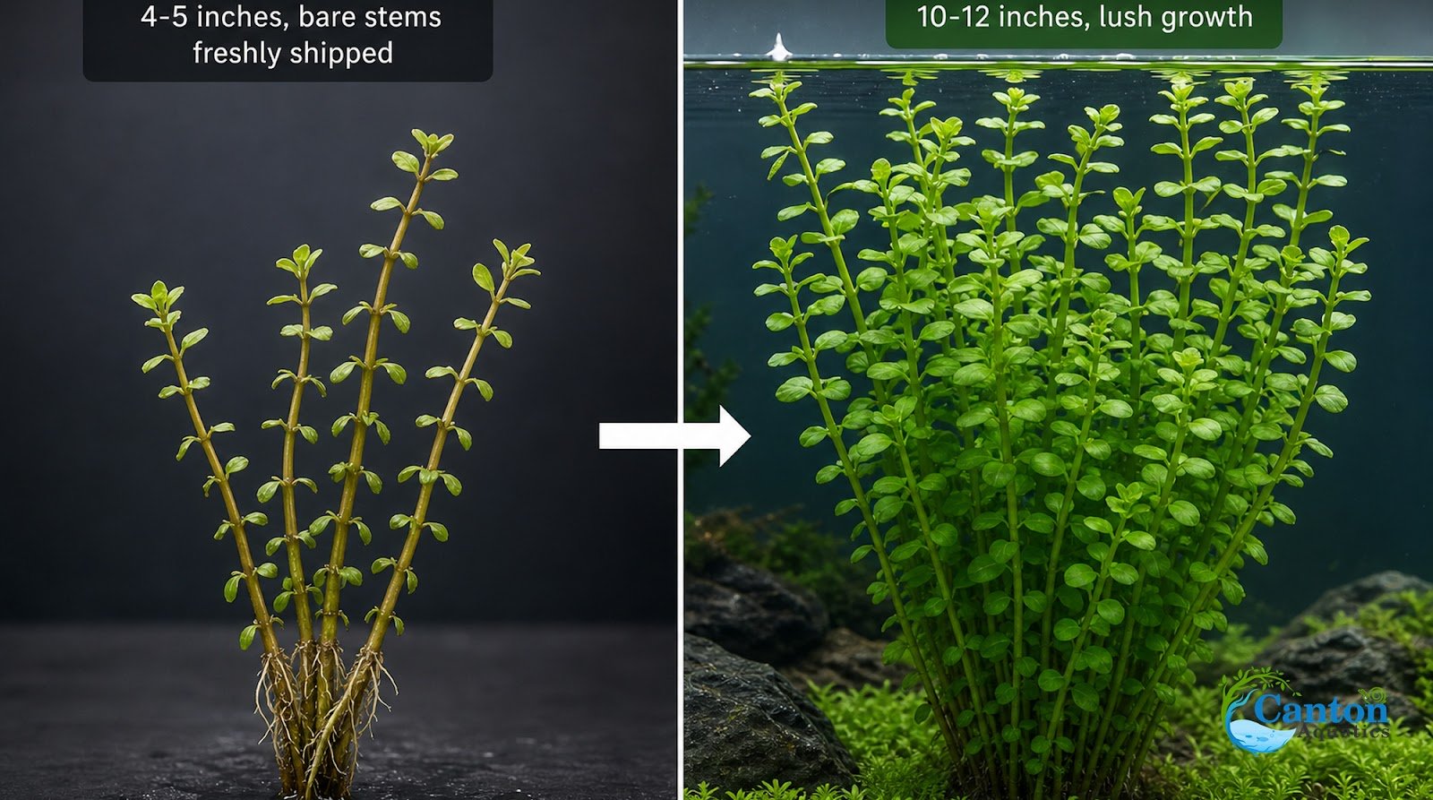 Bacopa Caroliniana