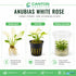 Anubias White Rose – Live Freshwater Aquarium Plant