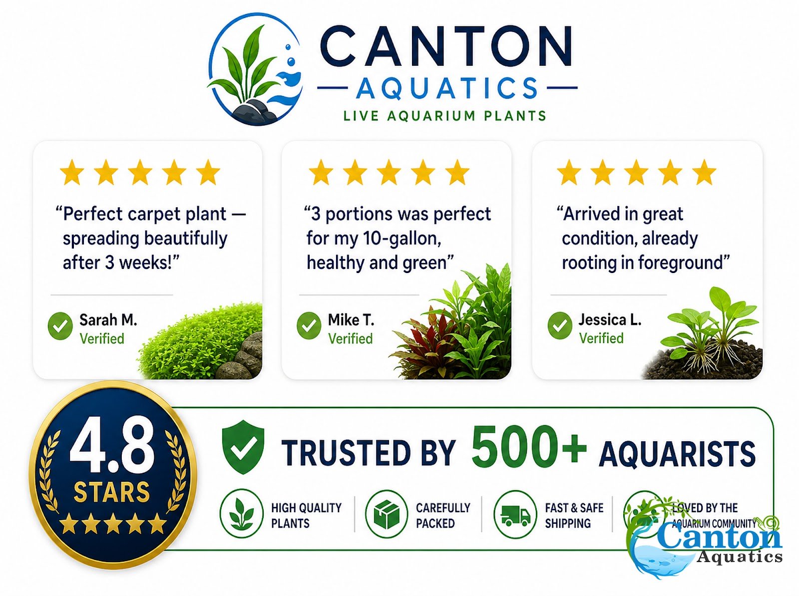 CANTON AQUATICS Staurogyne S Repens Plants - Long Lasting & Easy to Care - Promote High Water Quality and Fast - Growing Live Freshwater Carpet Plant for Aquascaping - 5X Clumps Plants
