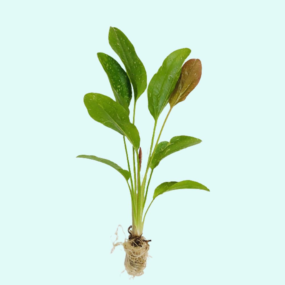 Rose Sparkle Sword (Echinodorus sp. “Rose Sparkle”) – Live Aquarium Plant