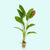 Rose Sparkle Sword (Echinodorus sp. “Rose Sparkle”) – Live Aquarium Plant
