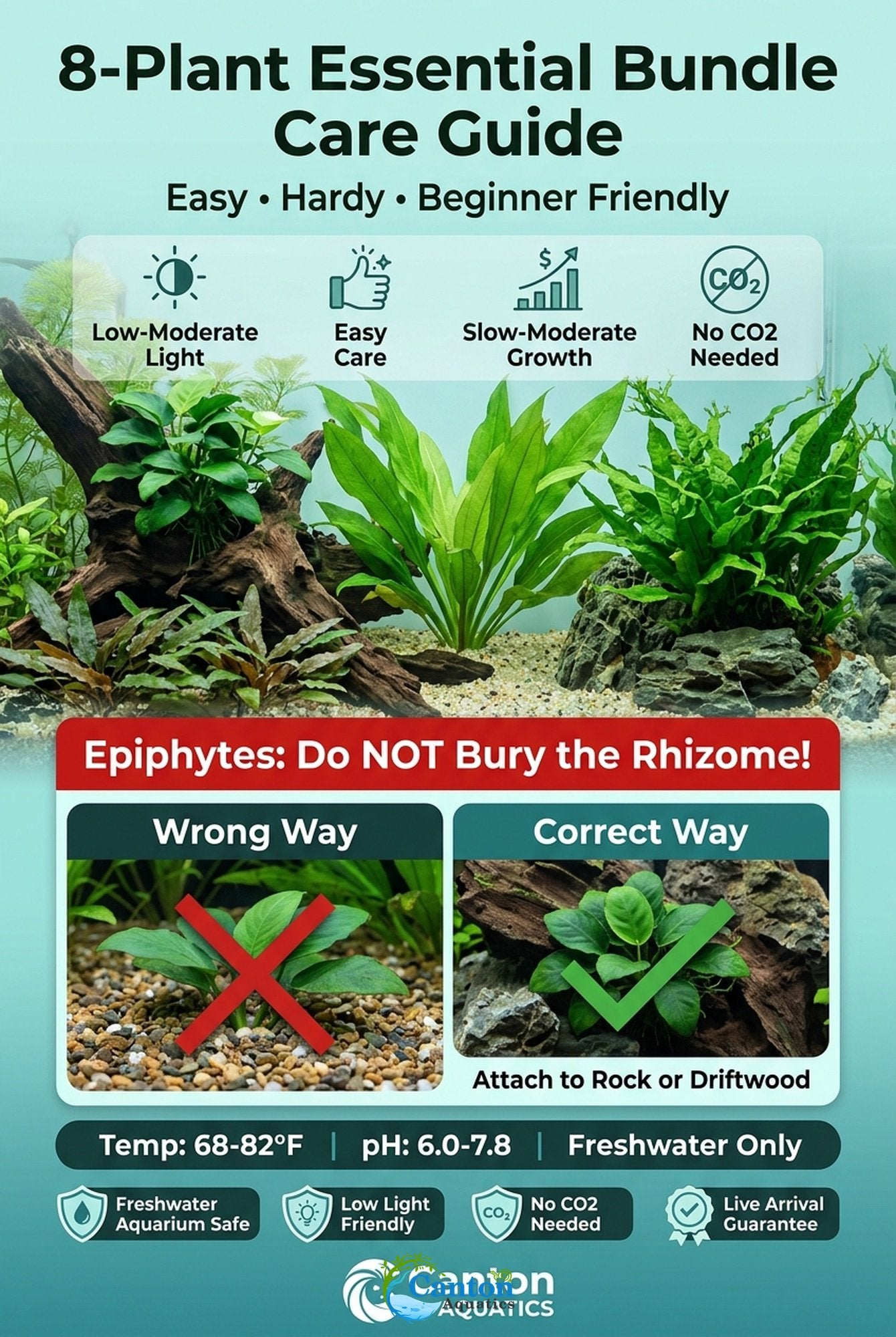 Live Aquarium Plants Essential Bundle