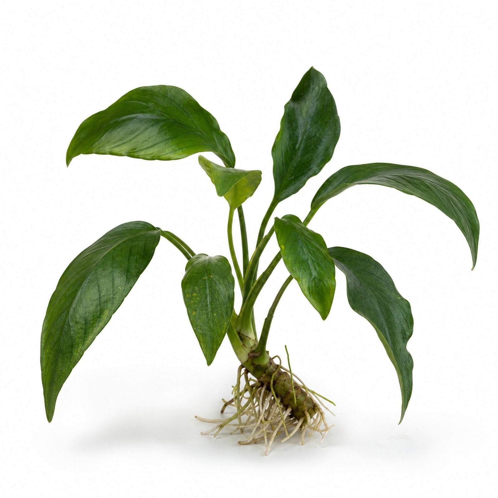 Anubias Frazeri - Image 2 of 30