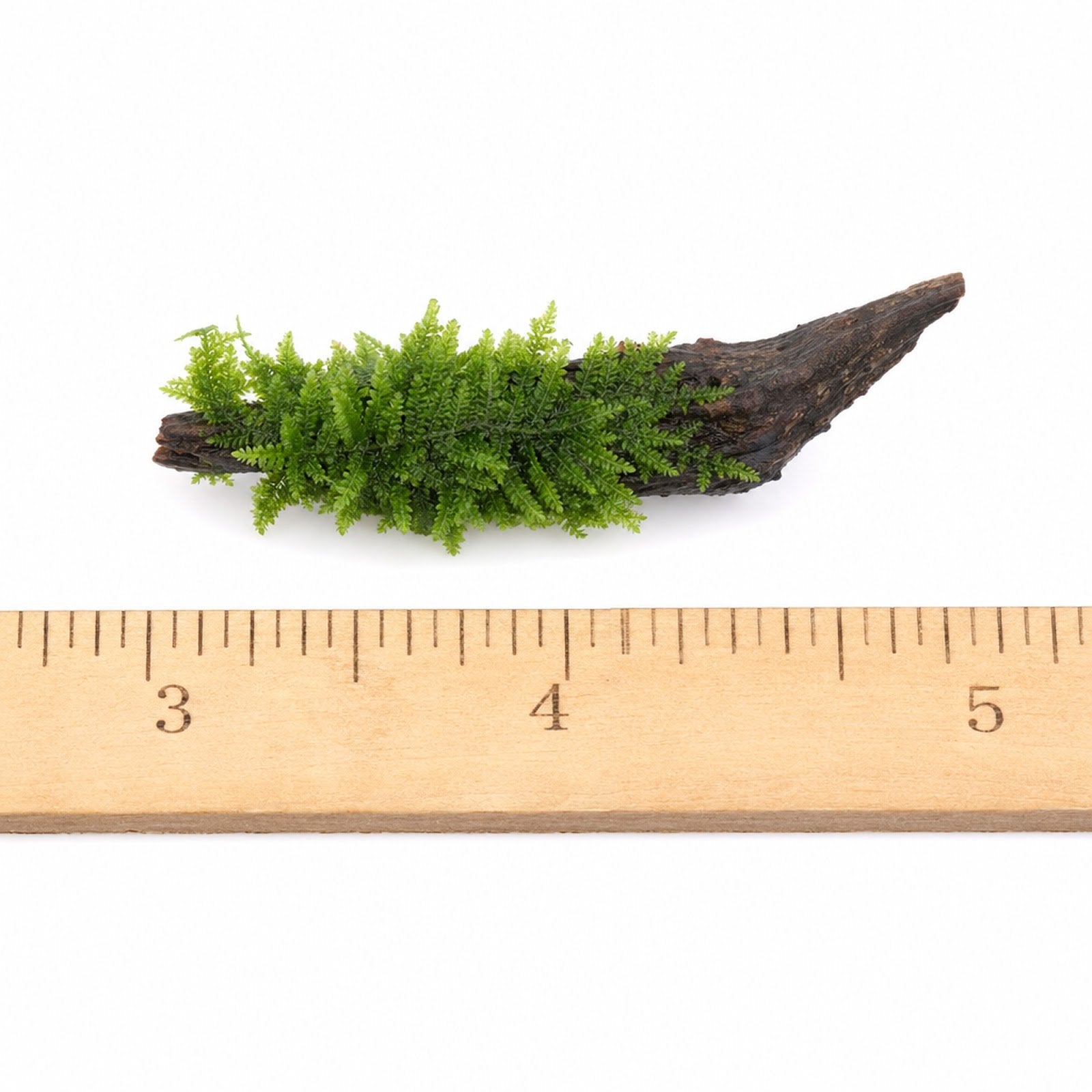 Christmas Moss on Driftwood | Live Aquarium Plant - Pre-Attached Vesicularia Montagnei, Low Light, No CO2, Shrimp Safe