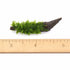 Christmas Moss on Driftwood | Live Aquarium Plant - Pre-Attached Vesicularia Montagnei, Low Light, No CO2, Shrimp Safe