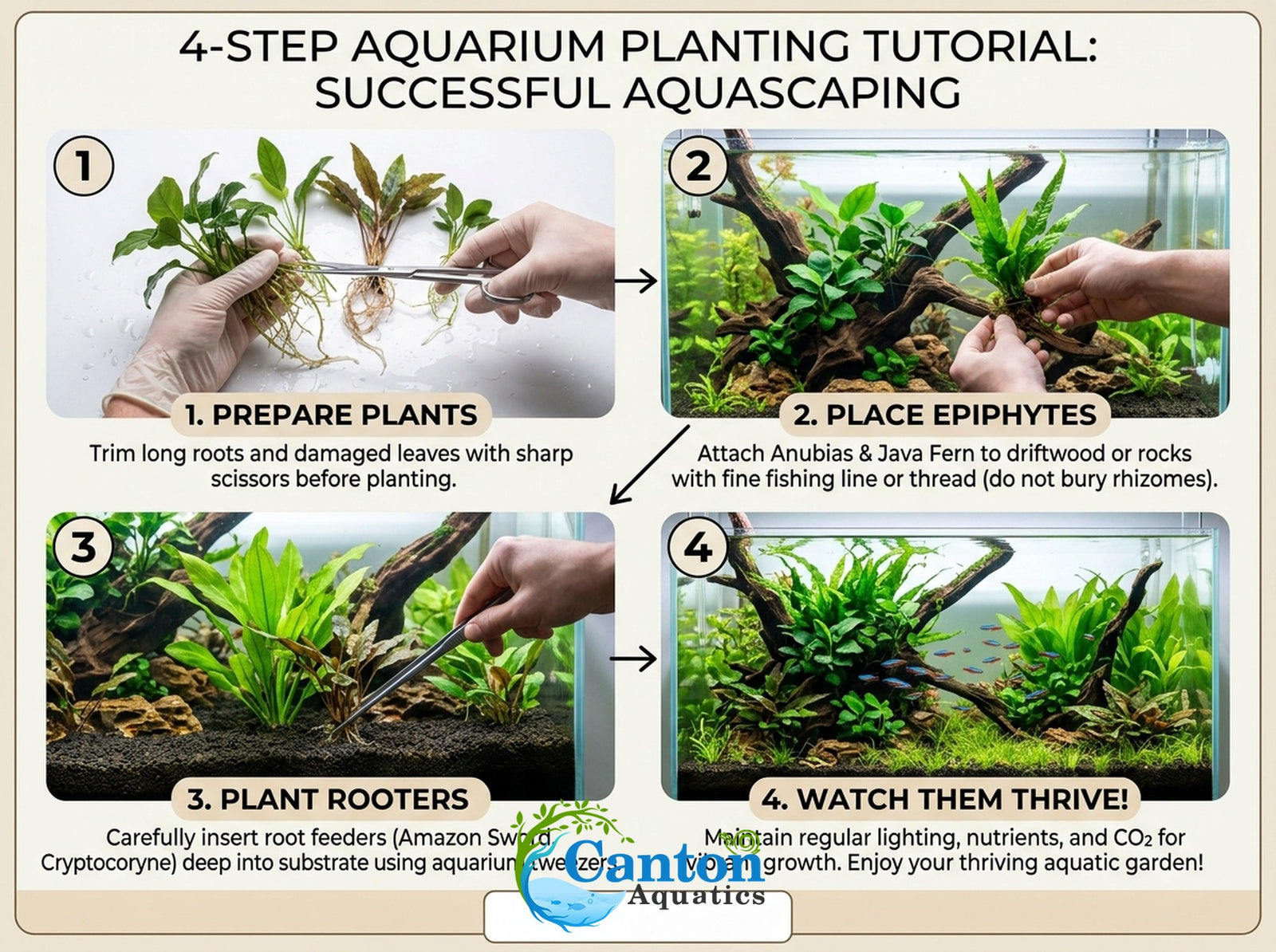 Live Aquarium Plants Essential Bundle