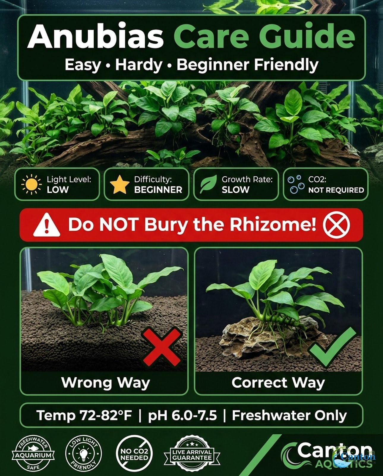 Anubias Starter Bundle (3-Pack) – Medium to Large