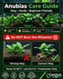 Anubias Starter Bundle (3-Pack) – Medium to Large