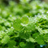 Micranthemum 'Monte Carlo' - Live Freshwater Carpet Aquarium Plant