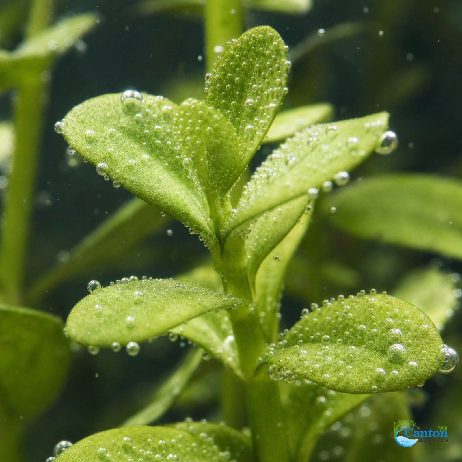 Bacopa Caroliniana