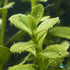 Bacopa Caroliniana