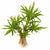 Pogostemon Helferi