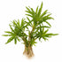 Pogostemon Helferi