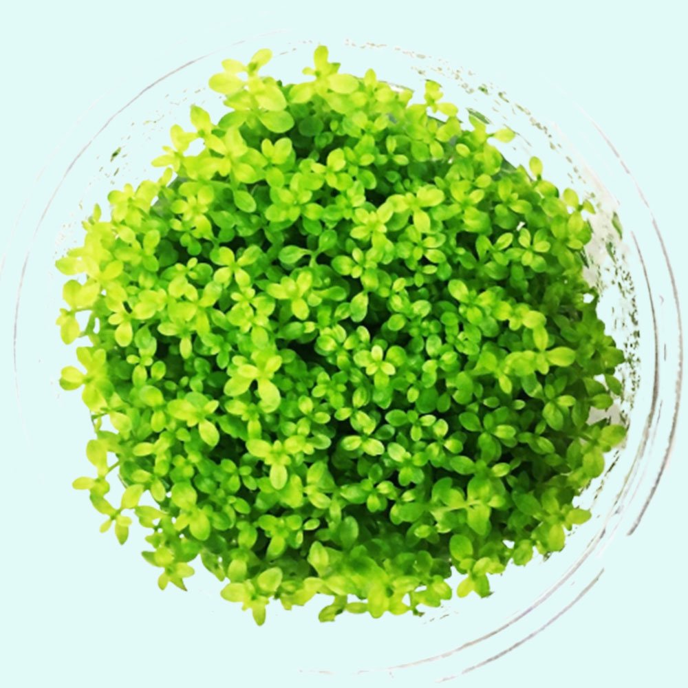 Pearl Weed (Hemianthus Micranthemoides) – Live Aquarium Plant