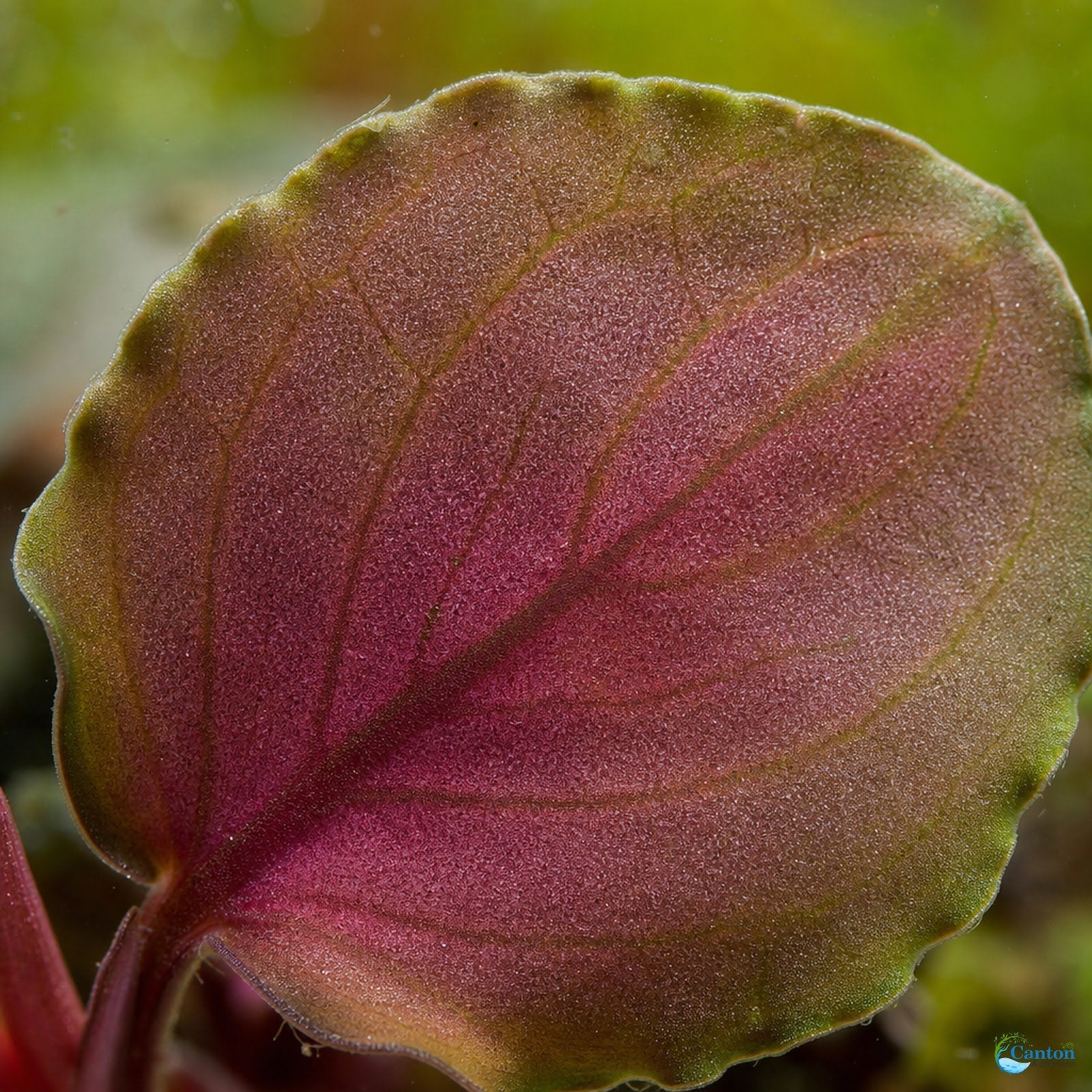 Lagenandra Meeboldii