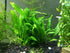 Java Fern (Microsorum Pteropus) on Mat
