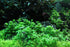 CANTON AQUATICS Staurogyne S Repens Plants - Long Lasting & Easy to Care - Promote High Water Quality and Fast - Growing Live Freshwater Carpet Plant for Aquascaping - 5X Clumps Plants
