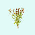 Ludwigia Repens sp