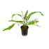 Cryptocoryne Crypt Balansae