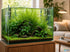 Mermaid Hygro (Proserpinaca palustris) – Live Aquarium Plant