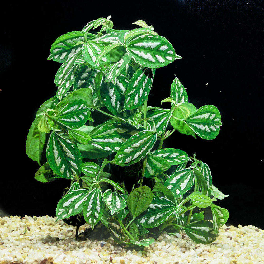 Pilea Cadierei (Aluminum Plant)